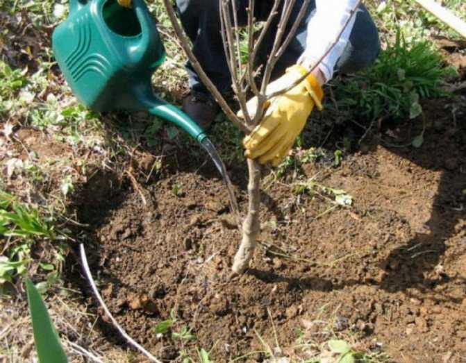 Как правильно посадить сливу весной саженцами в открытый грунт: пошаговая инструкция