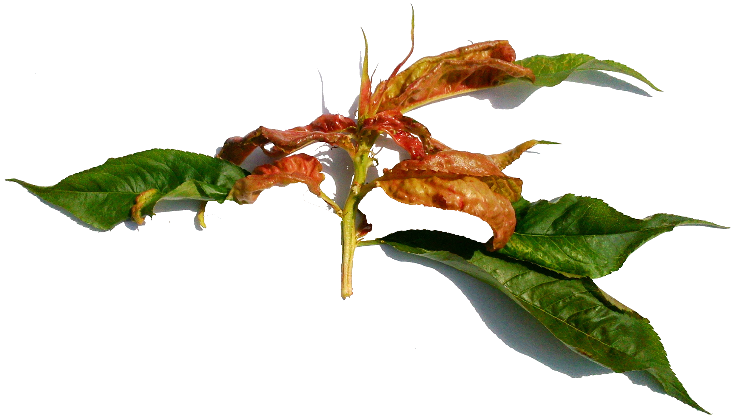 Обработка персика от курчавости листьев: препараты для лечения и профилактики