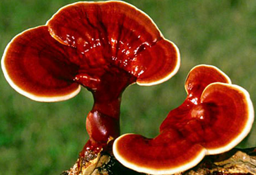 Маслёнок примечательный (suillus spectabilis) –  грибы сибири