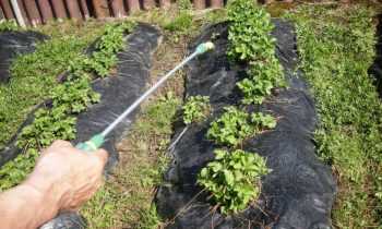 Выращивание клубники: грядки, рассада, посадка, как удобрять, борьба с вредителями