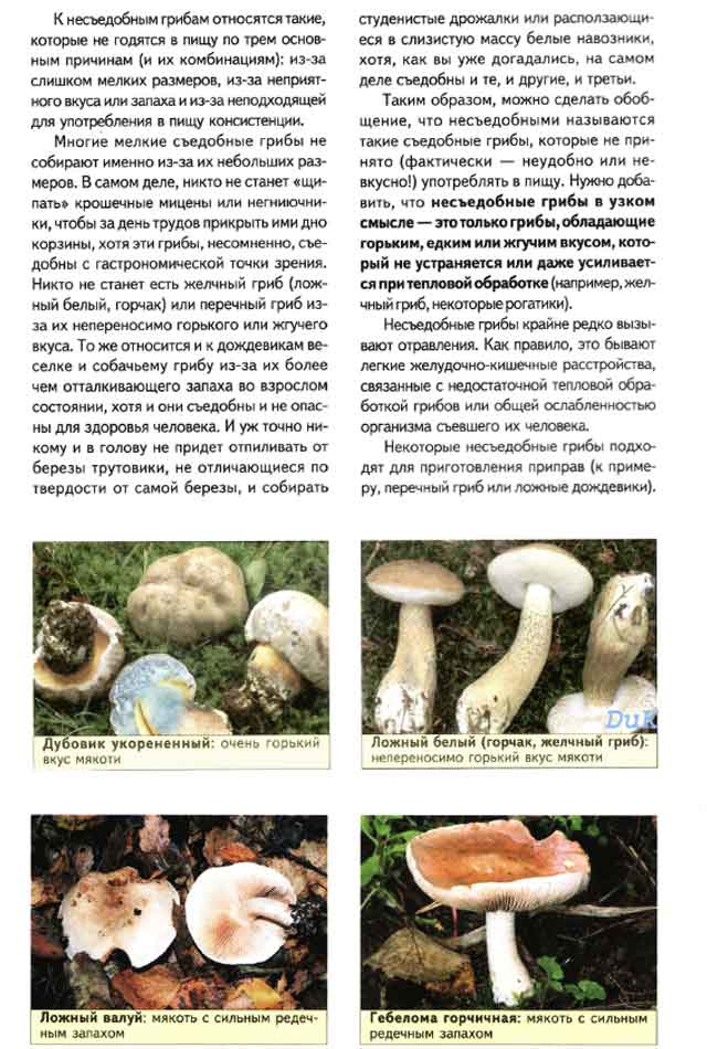 Съедобные грибы - список с названиями, описанием, фото
