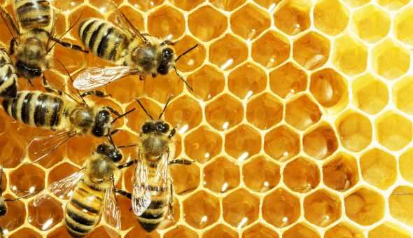 Инвертированный сироп — лучшее средство подкормки пчел