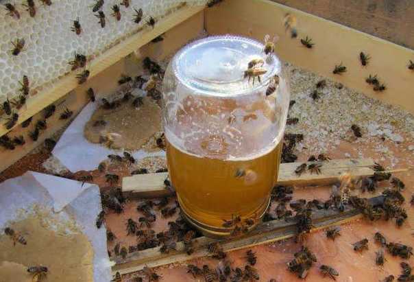 Осенняя подкормка пчел: как и когда проводить кормление