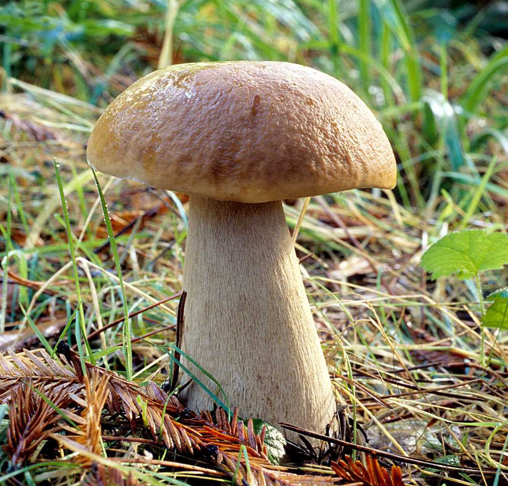 Ложный белый гриб: как отличить, его фото и описание
