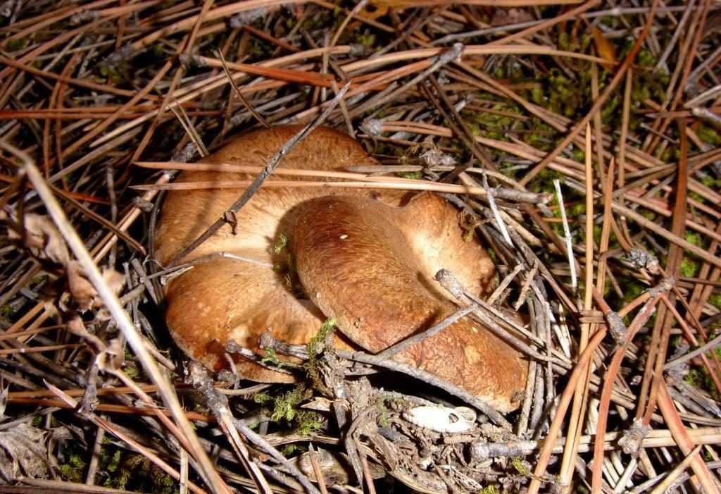Грибы крыма (39 фото): описания ядовитых и названия съедобных грибов. где растут «мышата» и трюфели? когда собирать степные однобочки?