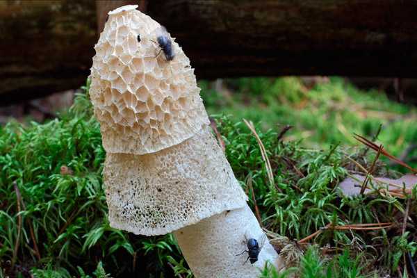Сетконоска сдвоенная: характерные особенности необычного гриба | огородники