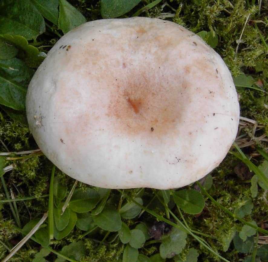 50 фото разных видов гриба белянка, ? названия, описания, как отличить