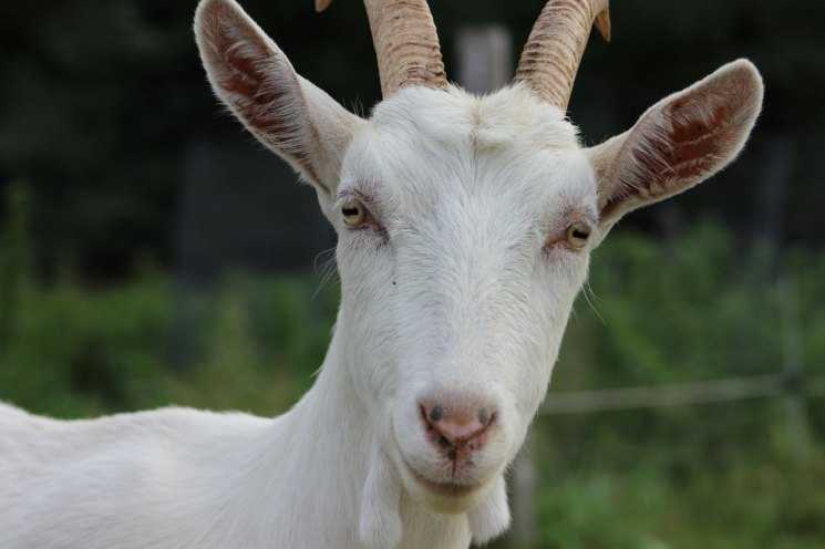 Породы коз - названия, самые популярные направления и правила выращивания