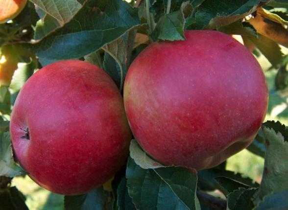 Яблоня айдаред: описание сорта яблок, посадка и уход + фото, отзывы