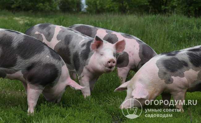 Свиньи кармалы: характеристика, фото, отзывы о породе