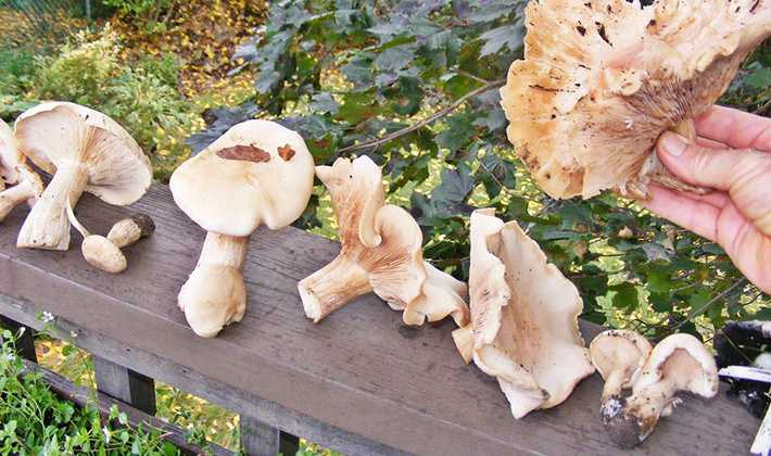 Рядовка сорная (lepista sordida) или рядовка грязная: фото, описание и как готовить гриб