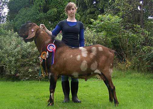 Нубийская коза: описание породы и производительности