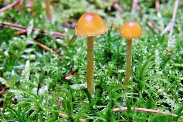 Маслёнок азиатский (suillus asiaticus) –  грибы сибири