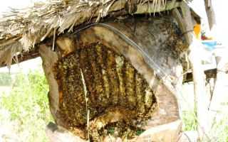 Особенности конструкции и пчеловождения в многокорпусных ульях