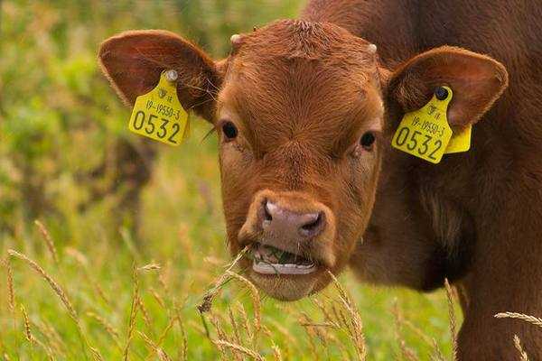 Предупреждение заболеваний коров