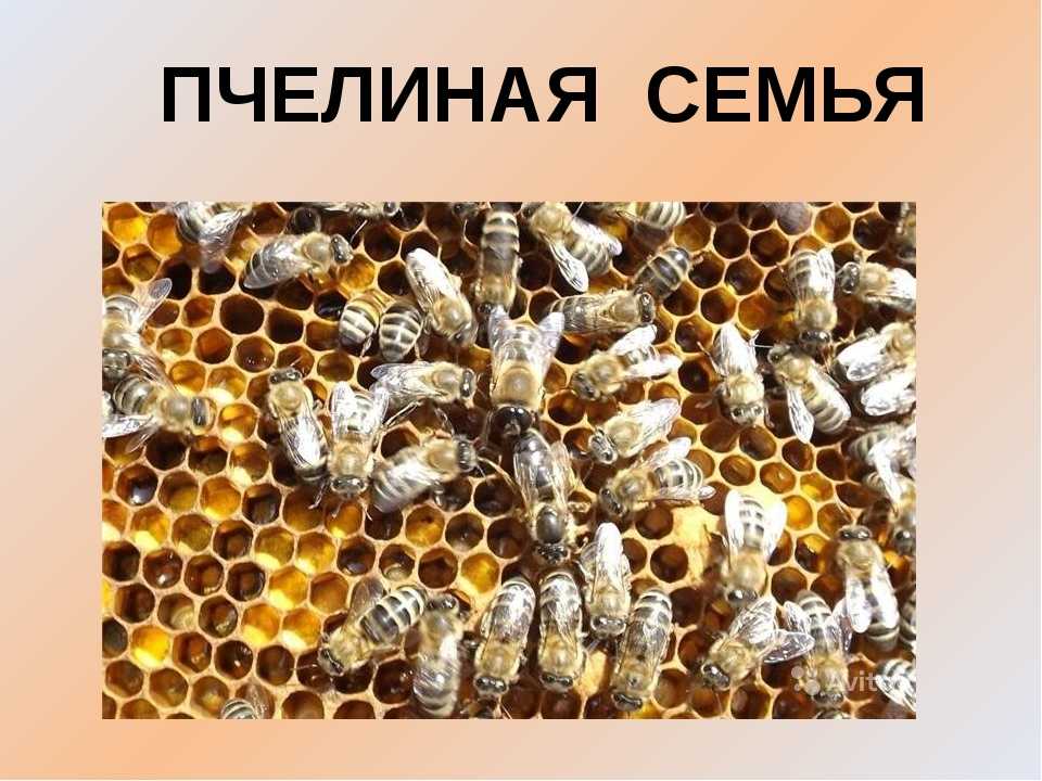 Устройство пчелиной семьи