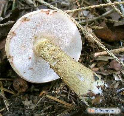 Ложный подосиновик: описание гриба, как отличить, фото