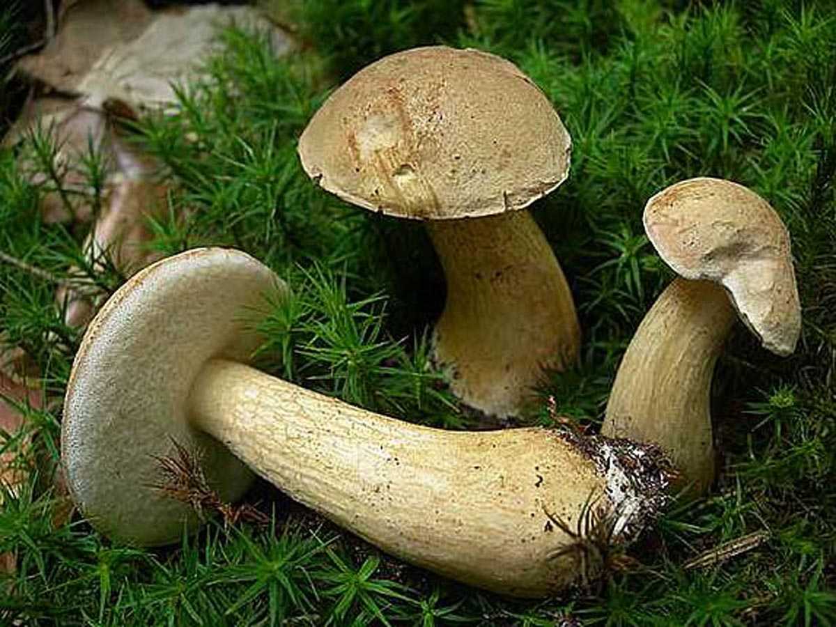 Желчный гриб: ядовитый или нет, как отличить от белого