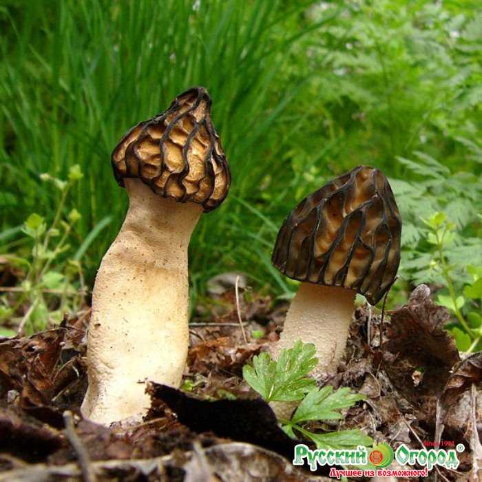 Сморчки - съедобные грибы | описание, фото и видео