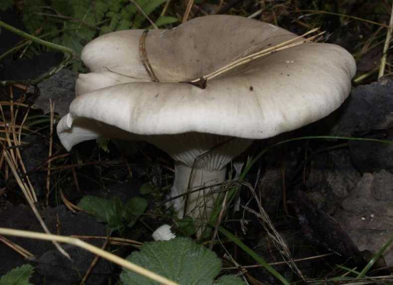 Самые распространённые несъедобные грибы