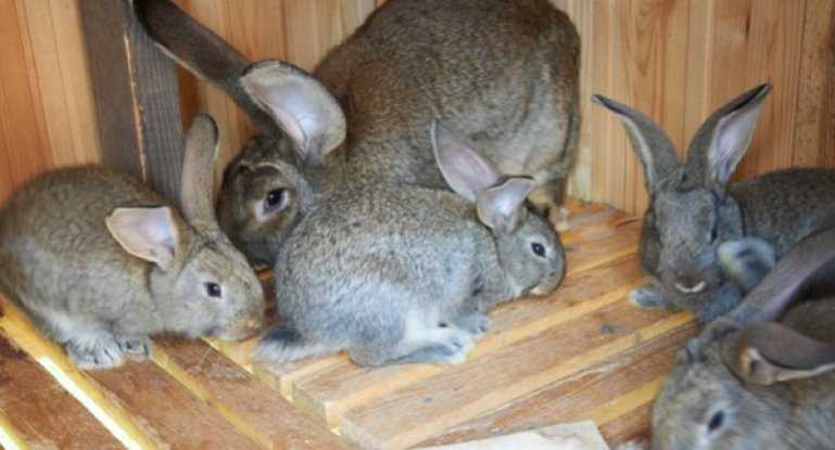 Кролики ризен: разведение породы, как выглядит и характеристика