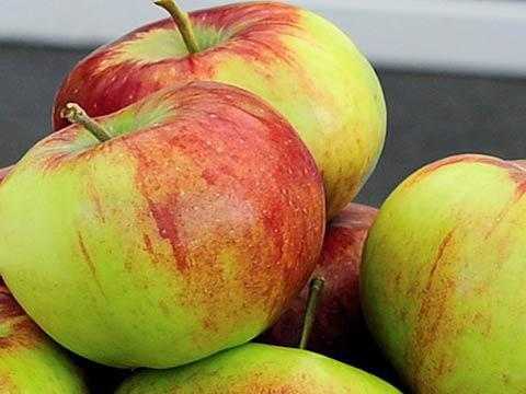 Высокую урожайность и отличную лёжкость демонстрирует сорт яблонь грушовка зимняя