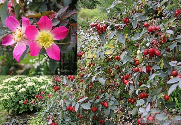 Слива июльская роза - описание сорта, фото, отзывы садоводов - журнал "совхозик"