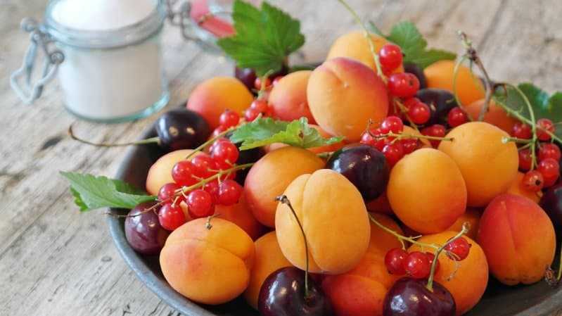 Подкармливаем абрикос и получаем высокий урожай