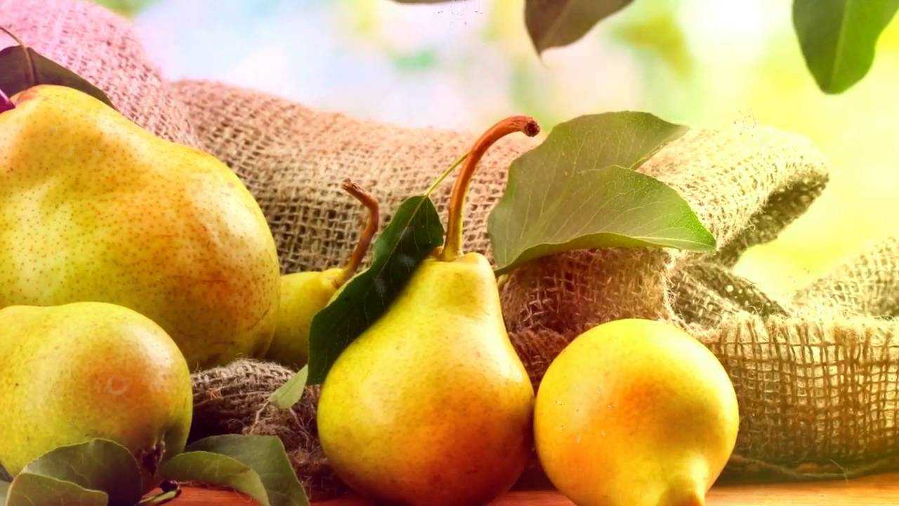 Применение груши: польза и вред низкокалорийного фрукта для здоровья человека