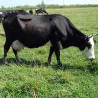 Ярославская корова: характеристика и продуктивность породы, какого окраса бывают ярославские буренки?