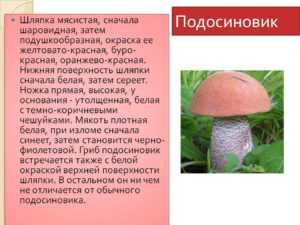 Гриб подосиновик (красноголовик): как выглядит, где растет, описание, почему так называется, ложный, желто-бурый