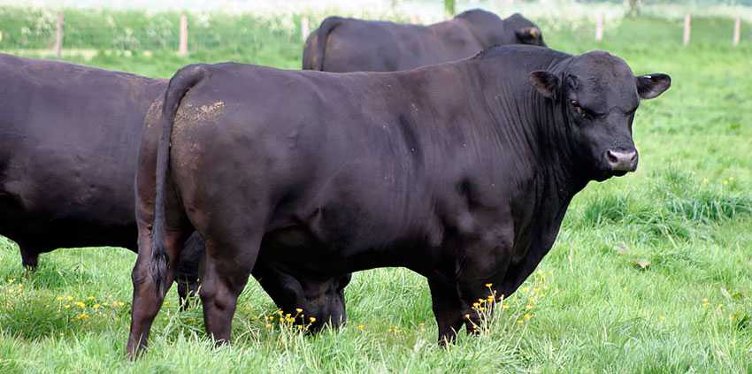 Аулиекольская порода быков: уход и содержание