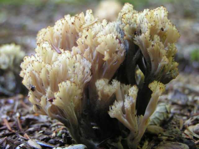Съедобные грибы — описание и фото, отличия от несъедобных грибов. | cельхозпортал