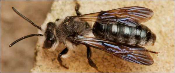 Разновидности черной пчелы