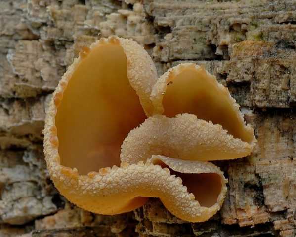 Пецица изменчивая – гриб необычной формы