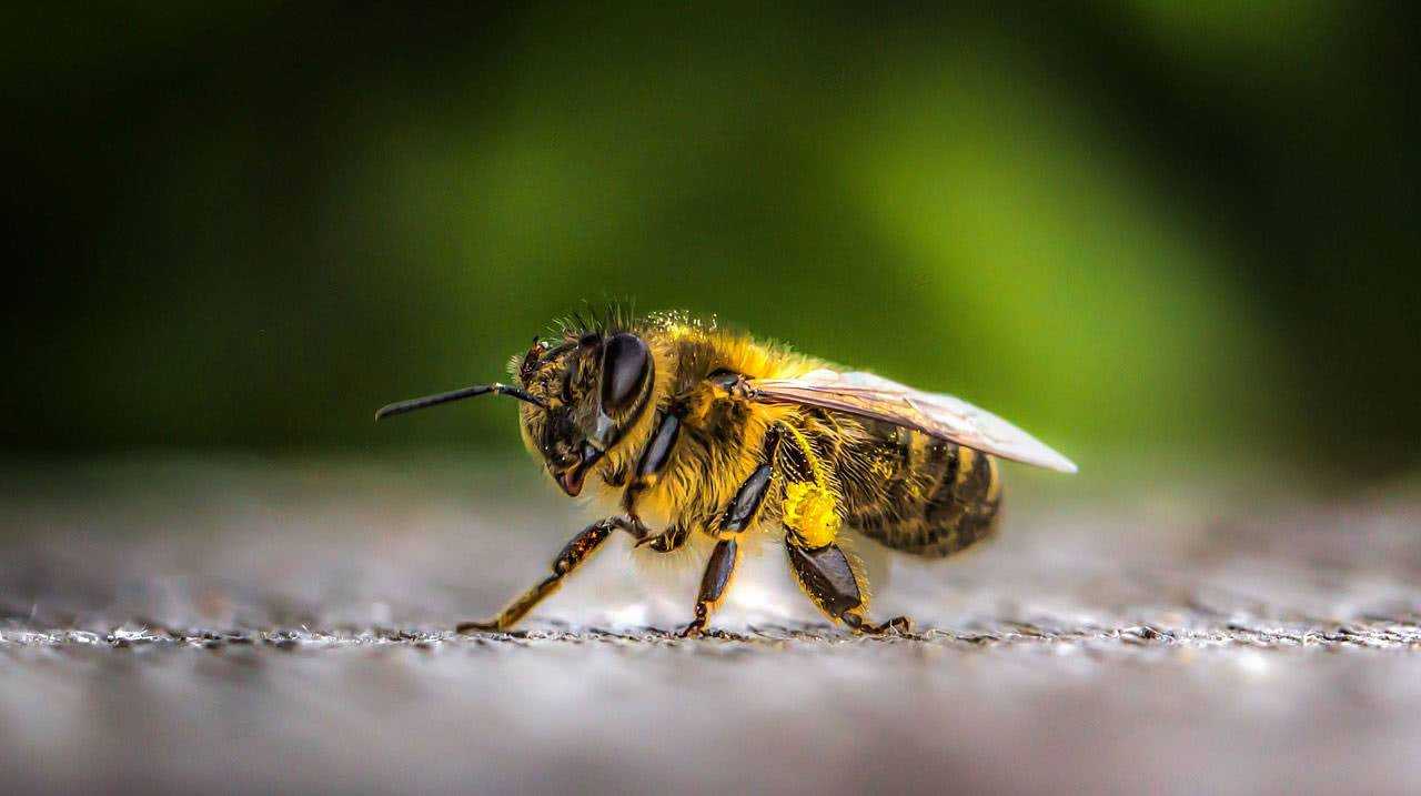 Порода пчел бакфаст и их характеристика