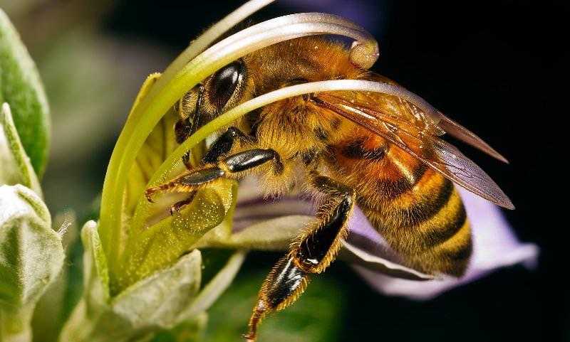Существующие в природе виды пчел-убийц. Африканские пчелы: история возникновения, внешний вид, среда обитания, польза для природы. Оказание первой помощи при укусе насекомого.