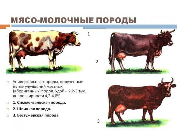Породы коров с фото и названиями: описание каждой породы