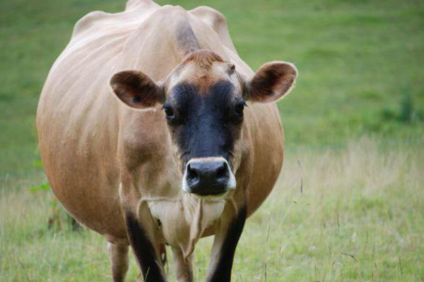 Вибриоз рогатого скота - болезни коров