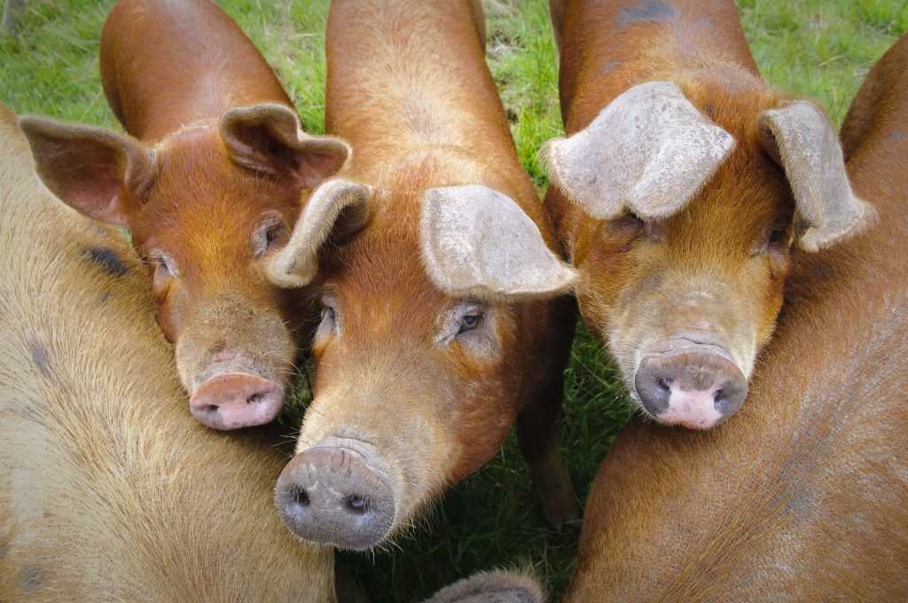 Свиньи породы пьетрен: описание, содержание, отзывы