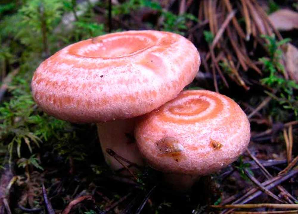 Полевик жёсткий: внешние характеристики и описание гриба, где растет. Является ли съедобным и как правильно употреблять в пищу, в качестве лекарственного средства.