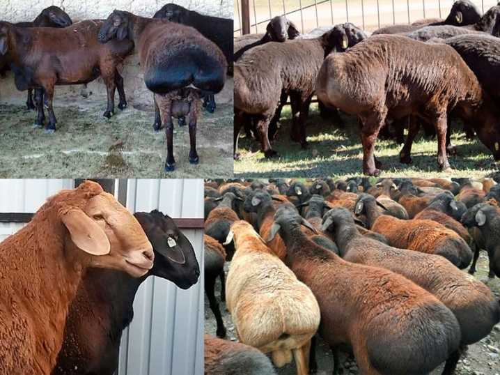 Курдючные овцы (30 фото): описание породы баранов. что такое курдюк? максимальный вес калмыцких особей, особенности разведения