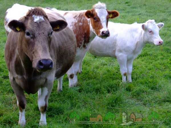 Клички для скота: как назвать теленка, список имен для коров, быков и коз