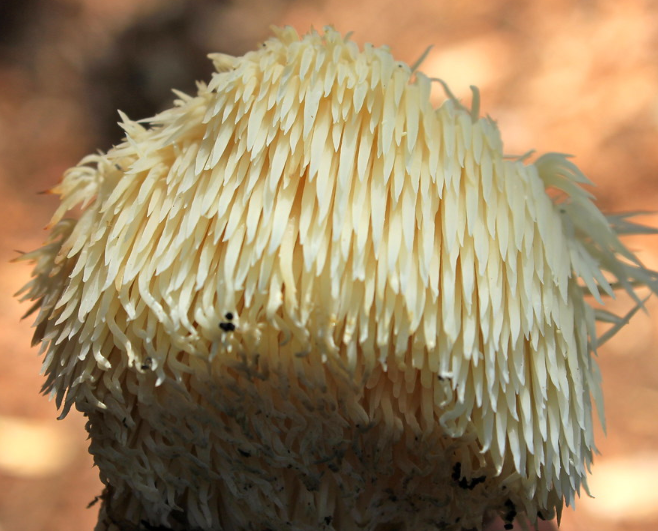 Достаточно ли вы знаете о грибе ежевике гребенчатом?