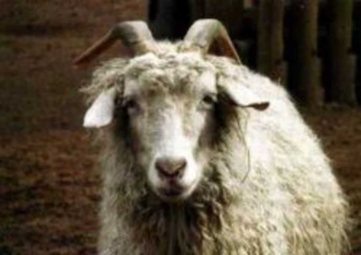 Горьковская коза: описание и характеристики породы, условия содержания и разведения
