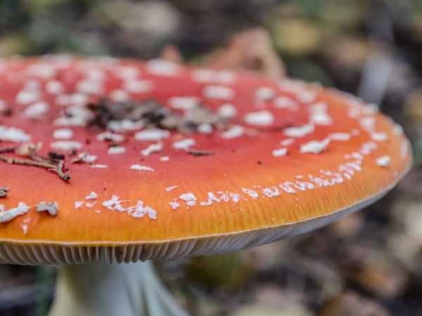 Где в россии растут грибы трюфели: советы при поиске