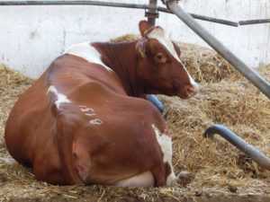 Стефанофиляриоз коров - болезни коров