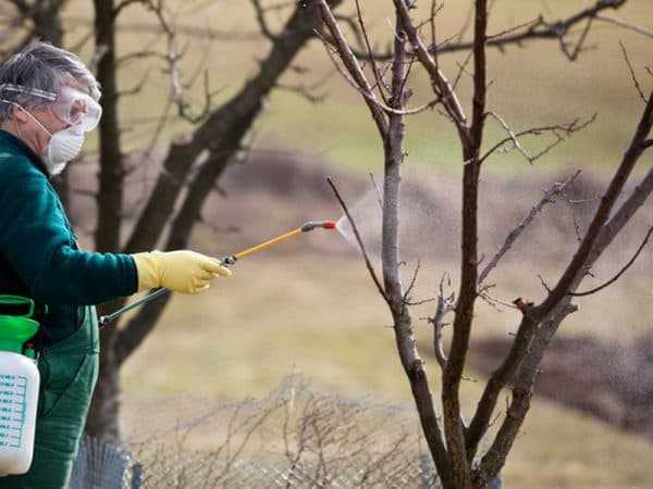 Обработка яблонь осенью от вредителей и болезней, чем опрыскивать - советы профессионалов