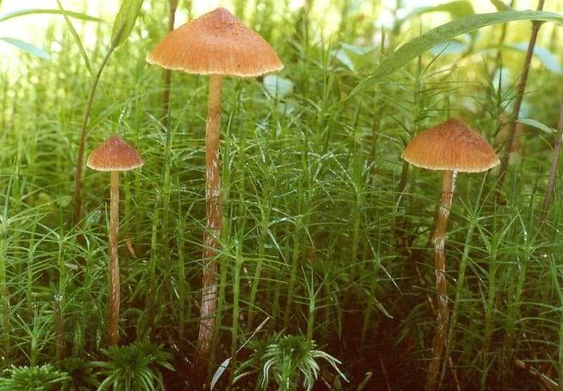 Отравление ядовитыми грибами. симптомы и признаки. первая помощь при отравлении, что делать? профилактика отравлений грибами.
