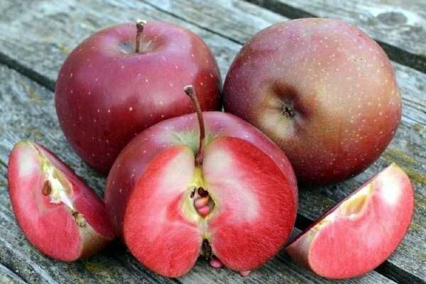 Яблоня розовый жемчуг - описание сорта, фото, отзывы - журнал "совхозик"